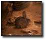 [desert_cottontail.jpg]